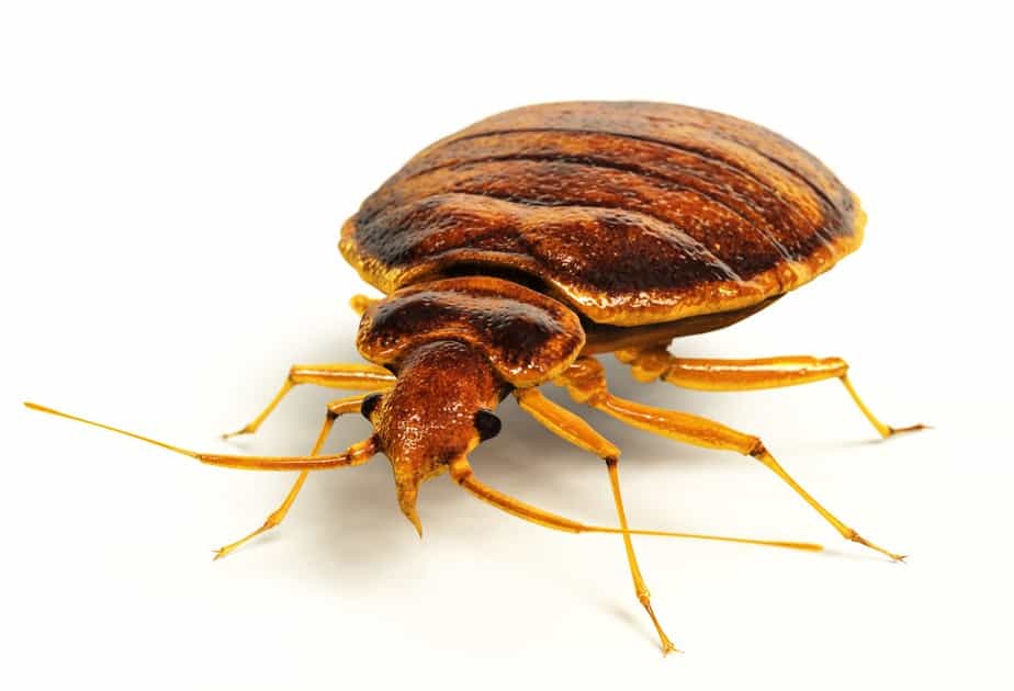 Bed Bug Removal