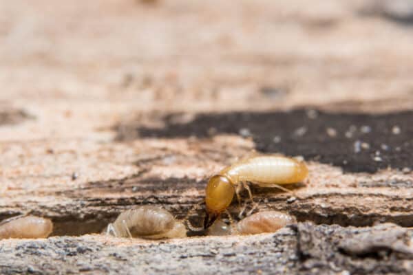 Macro termites are feeding