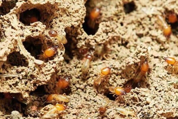 Termite Treatment in Ventura CA