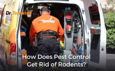 How Does Pest Control Get Rid of Rodents?