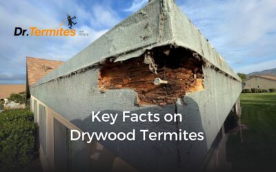 Key Facts on Drywood Termites