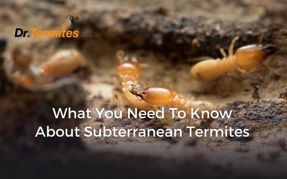 What You Need To Know About Subterranean Termites