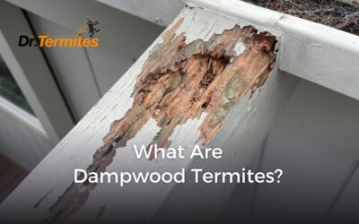 What Are Dampwood Termites?