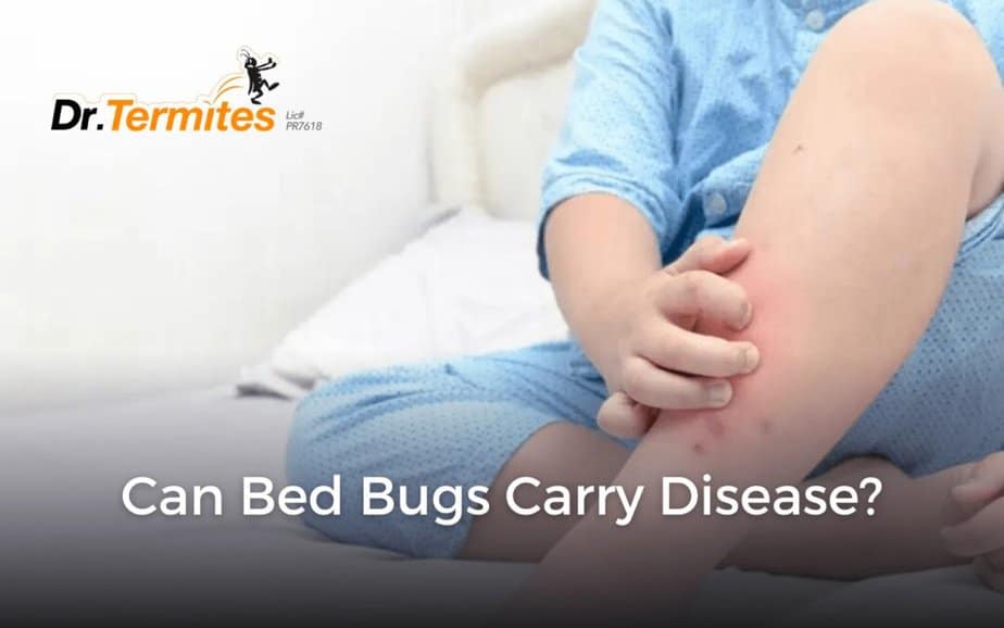 Can Bed Bugs Carry Disease?