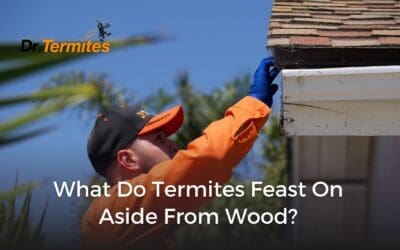 What Do Termites Feast on aside from Wood?