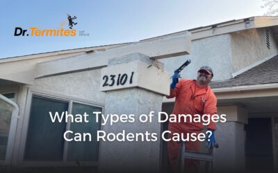 What Types of Damages Can Rodents Cause?