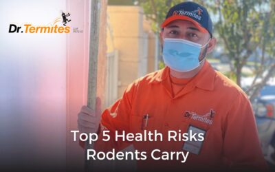 Top 5 Health Risks Rodents Carry