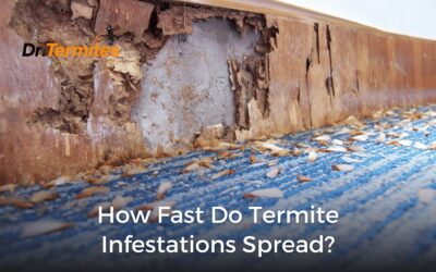 How Fast Do Termite Infestations Spread?