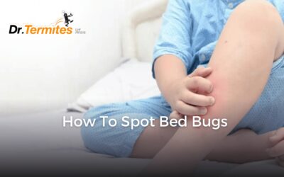 How to Spot Bed Bugs