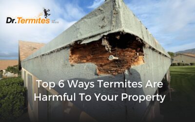 Top 6 Ways Termites Are Harmful to Your Property