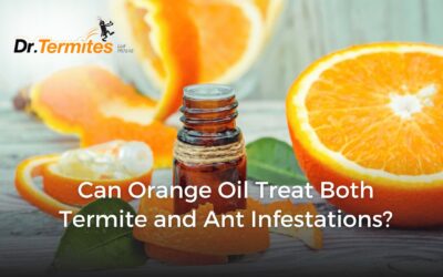 Can Orange Oil Treat Both Termite and Ant Infestations?