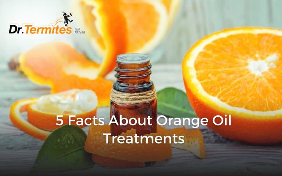 5 Facts about Orange Oil Treatments