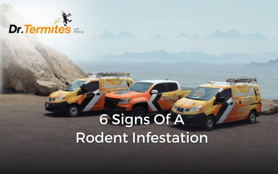 6 Signs of A Rodent Infestation