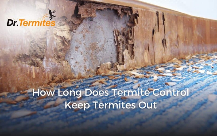 How Long Does Termite Control Keep Termites Out