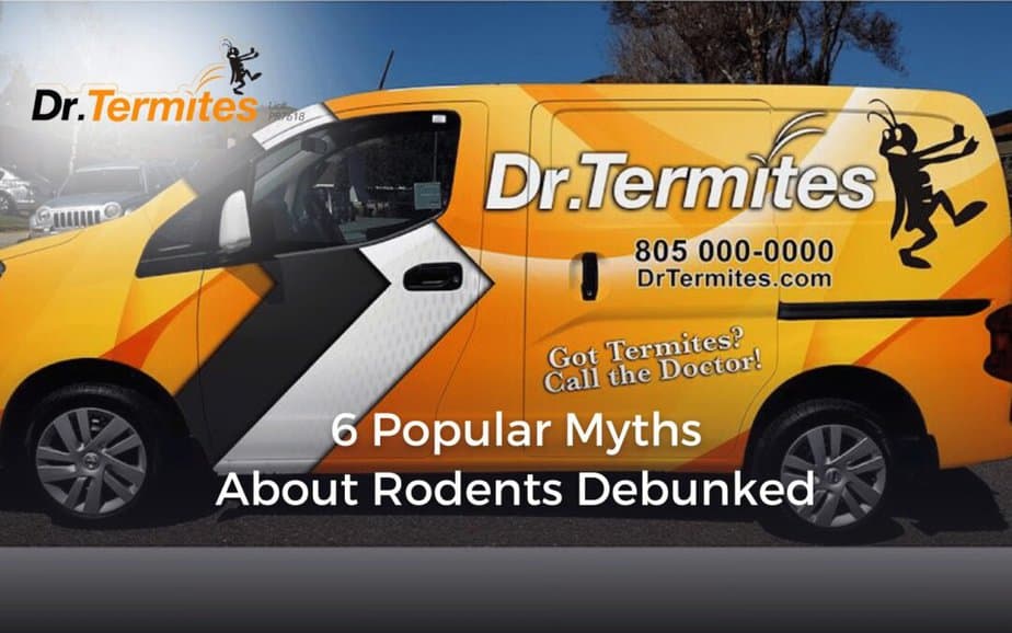 6 Popular Myths about Rodents Debunked