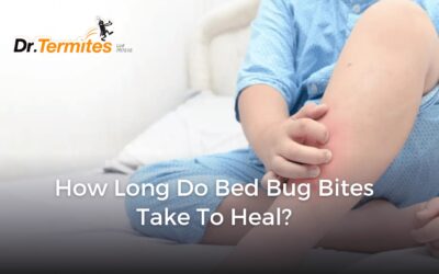 How Long Do Bed Bug Bites Take to Heal?