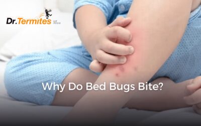 Why Do Bed Bugs Bite?