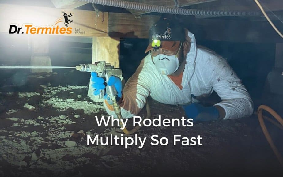 Why Rodents Multiply So Fast