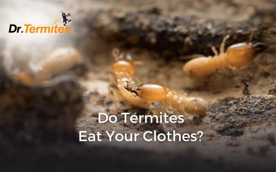 Do Termites Eat Your Clothes?