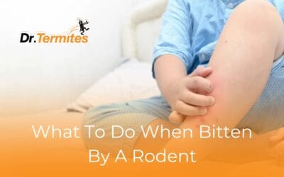 What to Do When Bitten by A Rodent